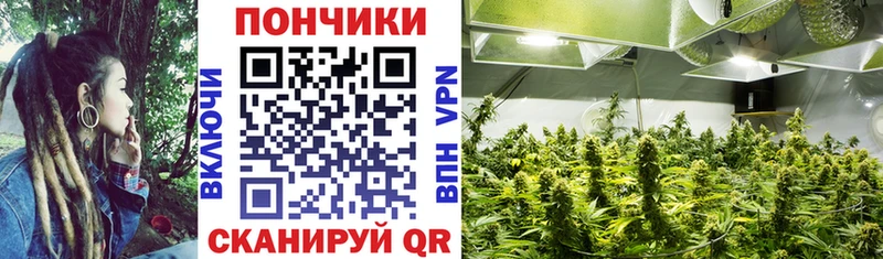 Марихуана сатива  Сунжа 